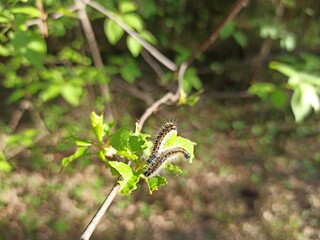 forest caterpillars