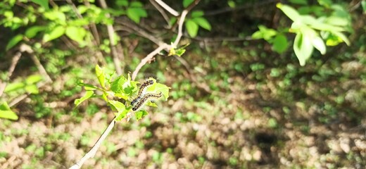 forest caterpillars