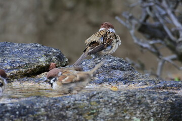 A sparrow is drying itself at the stone edge. The others enjoy bathing in the wash basin.