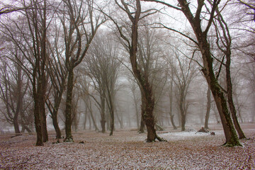 Fototapeta premium A beautiful forest covered with the first snow.