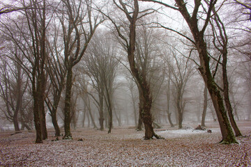 A beautiful forest covered with the first snow.