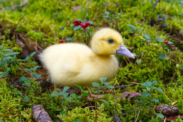 cute little yellow duckling are walking on the green grass in spring forest. easter young duckling concept. wildlife