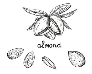 Hand drawn sketch black and white of nuts, almond, leaf. Vector illustration. Elements in graphic style label, sticker, menu, package. Engraved style illustration.