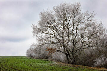 Obraz premium Beautiful trees in green fields in winter.