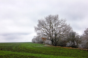 Beautiful trees in green fields in winter.