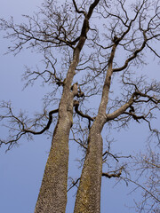 Fototapeta na wymiar Zwei uralte Baumkronen mit blauem Himmel im Odenwald, Deutschland.