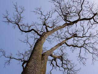 Fototapeta na wymiar Zwei uralte Baumkronen mit blauem Himmel.