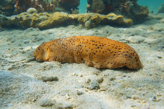 Sea cucumber underwater on the seabed