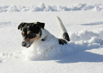 Cute Little Dog jumping around playing in deep snow. Plowing a track in the winter wonderland landscape. - 416703104