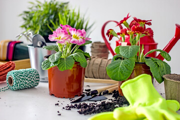 Home floriculture and gardening hobbies. Spring Awakening