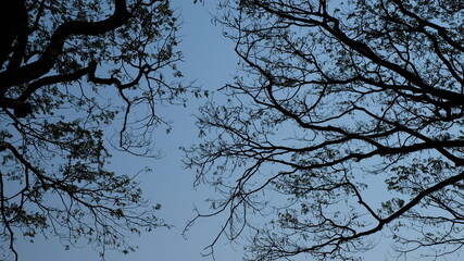 branches of a tree against the sky