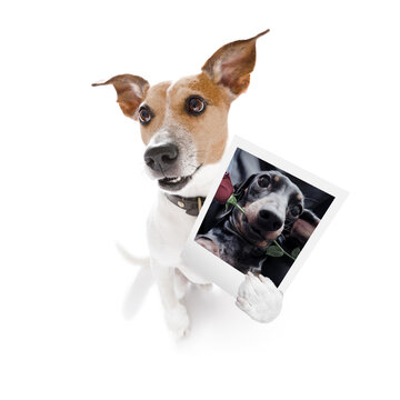 dog holding a photogrpah of a dog