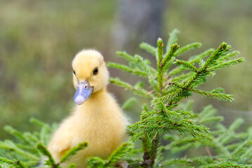 cute little yellow duckling are walking on the green grass in spring forest. easter young duckling concept. wildlife