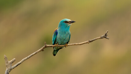 European roller (Coracias garrulus) on a branch