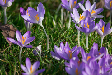 purple crocuses in the spring