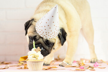 Pug dog eat birthday cake  .