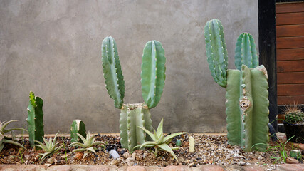 cactus tree in farm  garden .cactus tree planing 