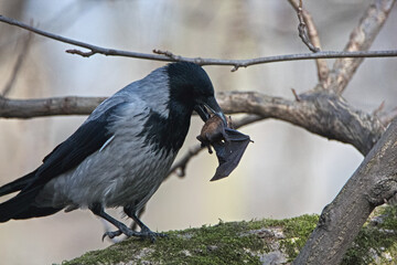 Hooded crow with a caught bat - obrazy, fototapety, plakaty