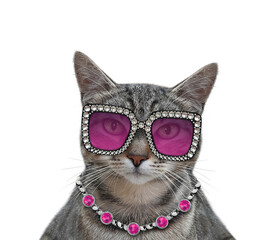 A gray cat wears stylish glasses and a necklace. White background. Isolated. - 416704107