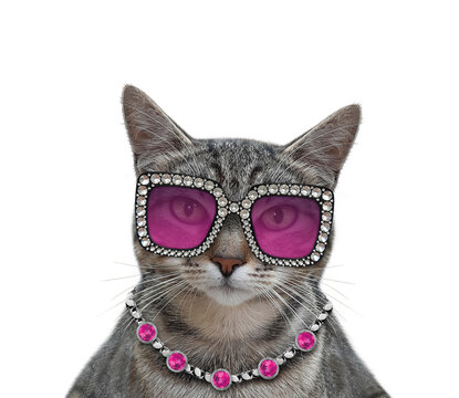 A gray cat wears stylish glasses and a necklace. White background. Isolated.