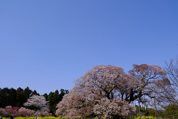 日本の桜 山桜 吉高の大桜 絶景 青空 千葉 印西 菜の花 cherry blossom