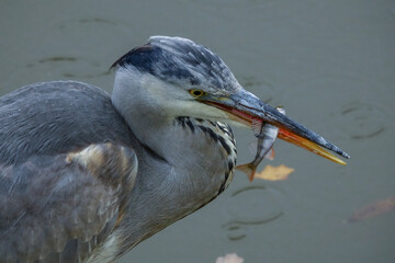 heron caught a fish