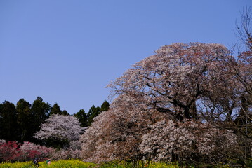 日本の桜 山桜 吉高の大桜 絶景 青空 千葉 印西 菜の花 cherry blossom