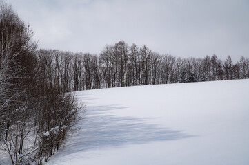 樹影映る雪原