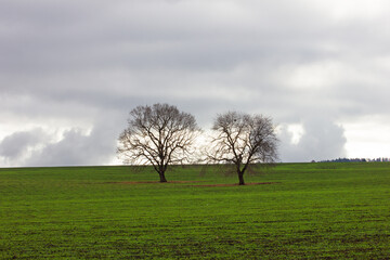 Fototapeta na wymiar Beautiful green fields in cloudy weather.