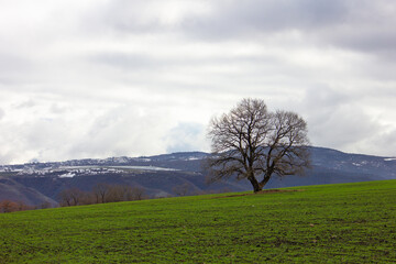 Beautiful green fields in cloudy weather.