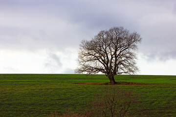 Beautiful green fields in cloudy weather.