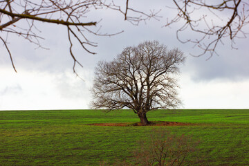 Beautiful green fields in cloudy weather.