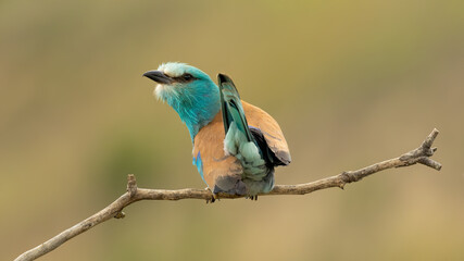 European roller (Coracias garrulus) on a branch