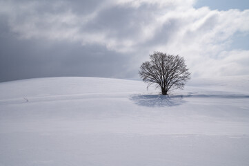 冬美瑛滑らかな雪原の一本木