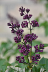 Lilac spring flowers bush branch. Spring flowers series. View of lilac flowers. Beautiful natural background, blooming garden