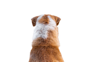 sitting dog from behind looking  isolated on white background