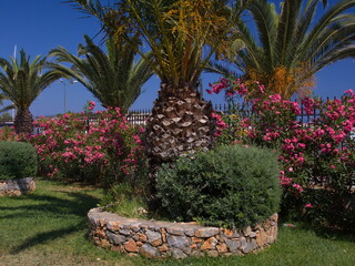 Palms in Rethymno on Crete in Greece, Europe
