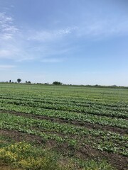 field of spinach