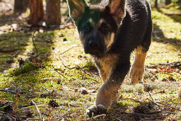 Small German shepherd puppy in a forest in a day. Baby animal walks on nature