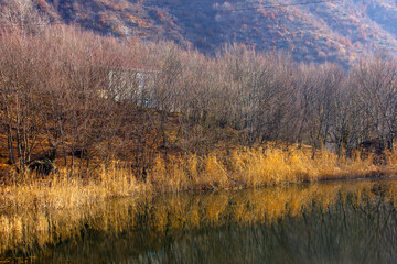 Dry reeds are reflected in the lake.