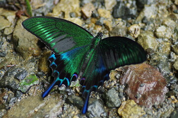 ミヤマカラスアゲハ