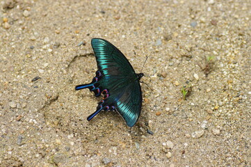 ミヤマカラスアゲハ