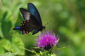 ノアザミとカラスアゲハ