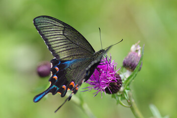 ノアザミとカラスアゲハ