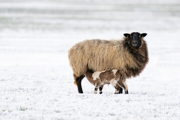 Sheep with lamb in a snowy pasture. The newborn lamb drinks milk from the mother. Winter on the farm. Blur, selective focus on lamb