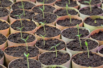 Pepper seedlings for grreenhouse pepper production, young organic seedlings