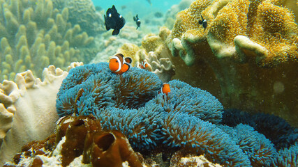 Obraz premium A Clown Anemonefish sheltering among the tentacles of its sea anemone. Underwater world with corals and tropical fishes