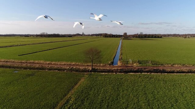 Close up slow motion footage of four mute swans migrating these birds are partial migrant being resident over areas of Western and Eastern Europe but wholly migratory in Asia 4k high resolution view