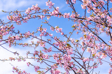 三重県松阪市　笠松河津桜の枝にとまったメジロ