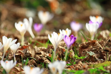 White crocus flowers, spring flowering plants on meadowCrocus flowers, spring flowering plants on meadow